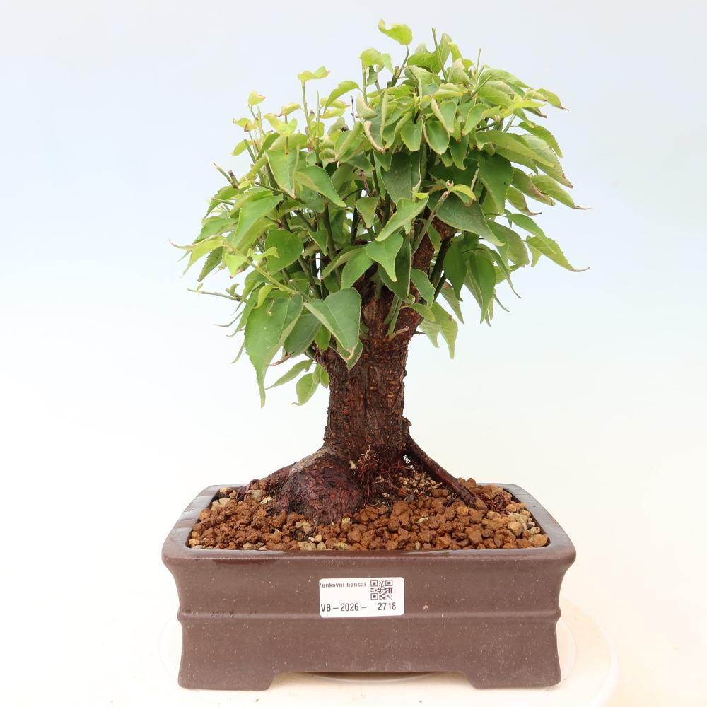 Outdoor Bonsai - Japanese Apricot - Prunus Mume
