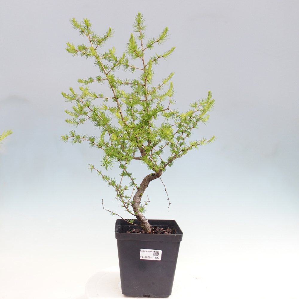 Outdoor bonsai -Larix decidua - Larch