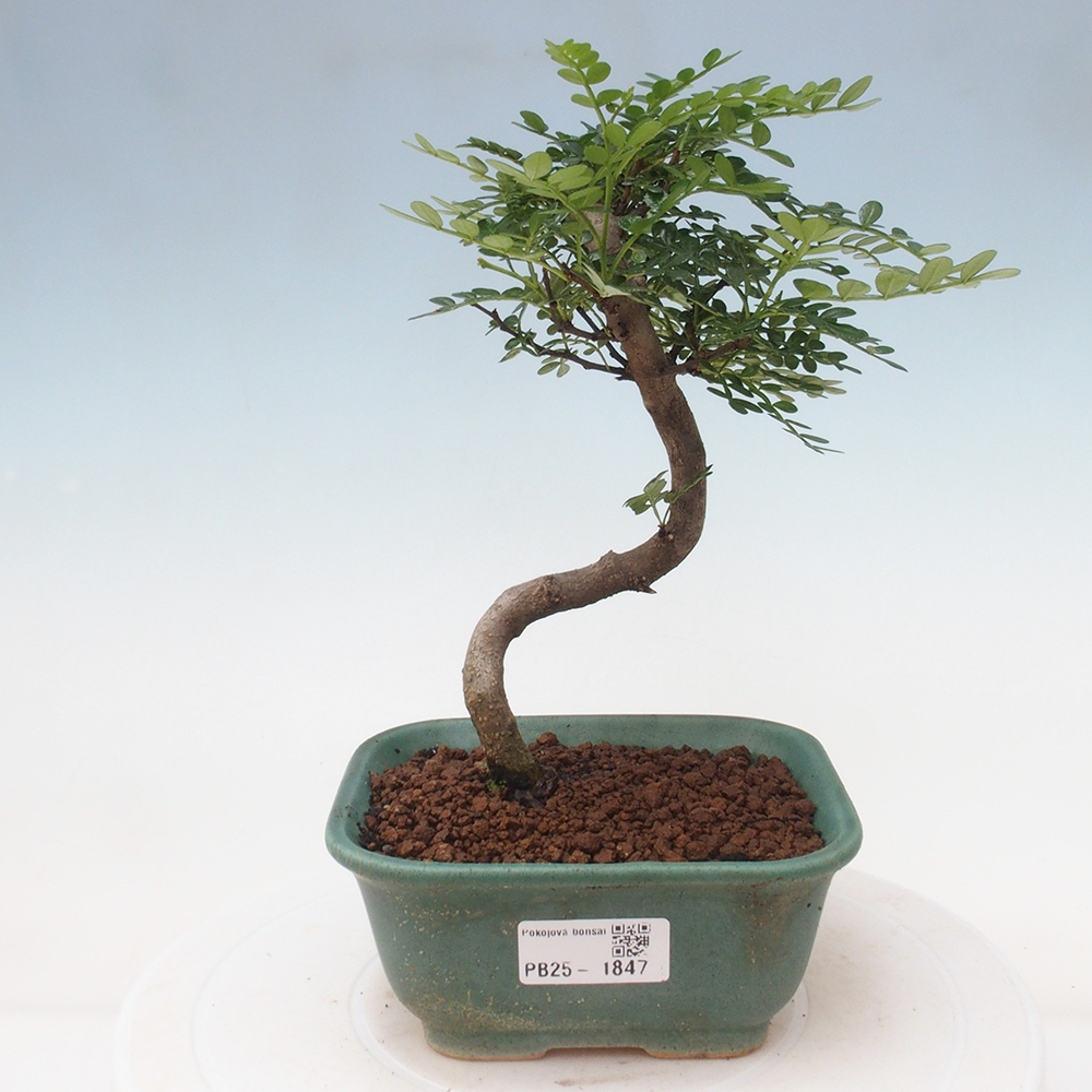 Indoor bonsai - Zantoxylum piperitum - Peppermint