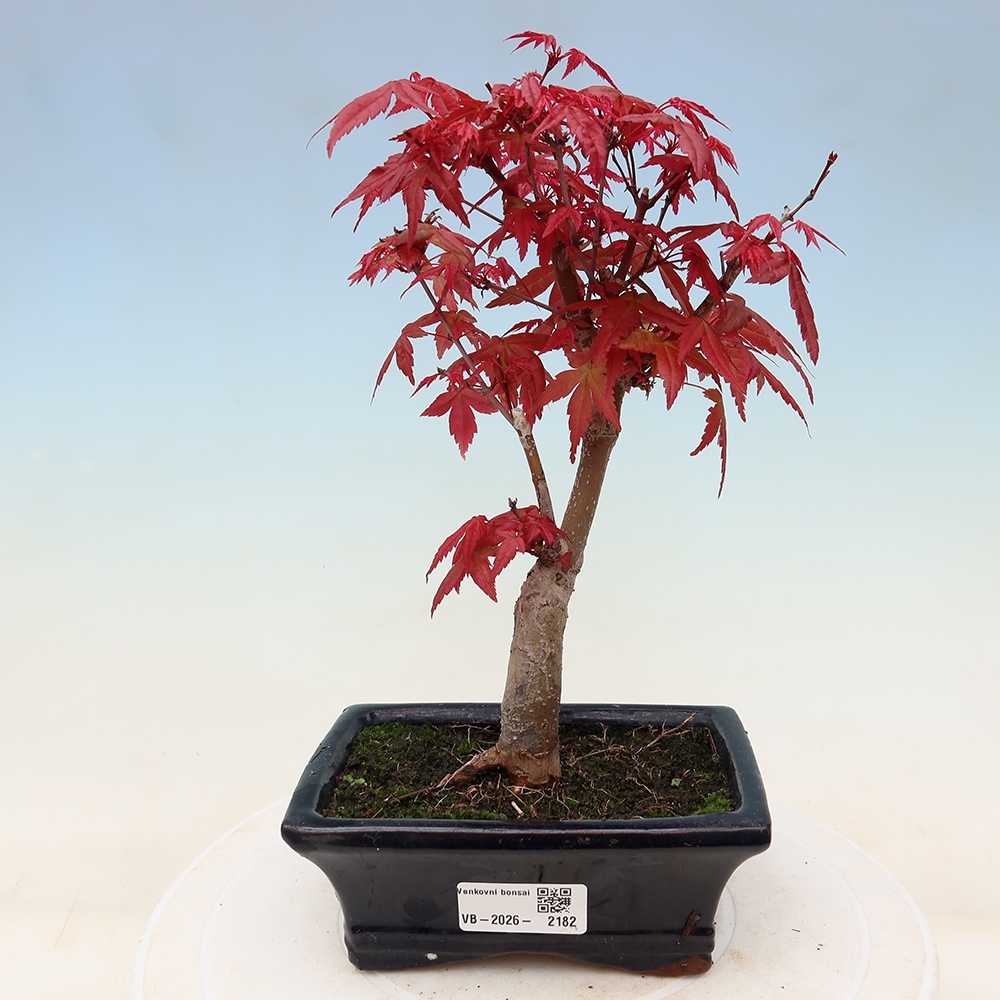 Outdoor bonsai - Acer palmatum DESHOJO