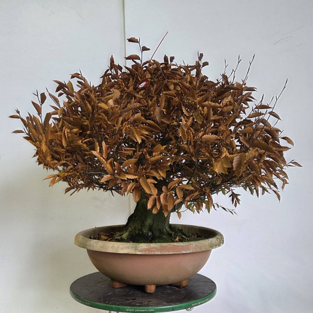 Outdoor bonsai -Fagus crenata