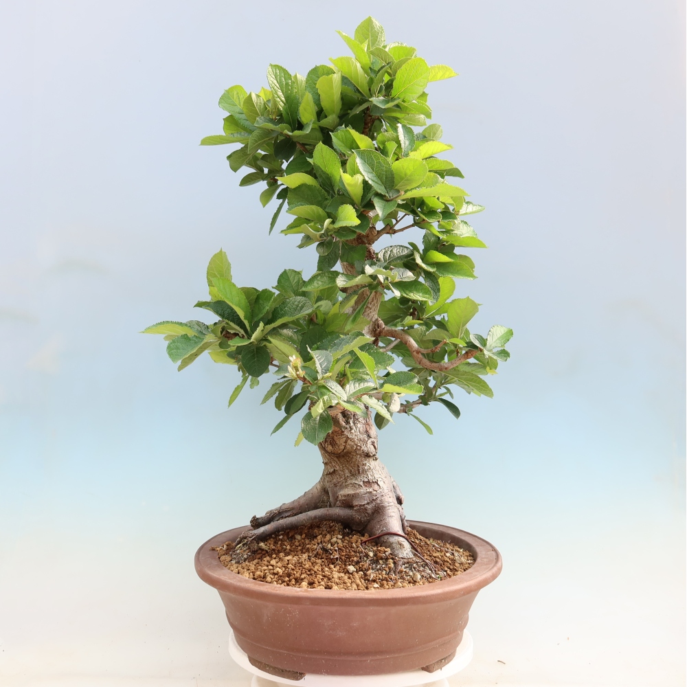 Outdoor Bonsai - Hairy Photinia - Photinia villosa