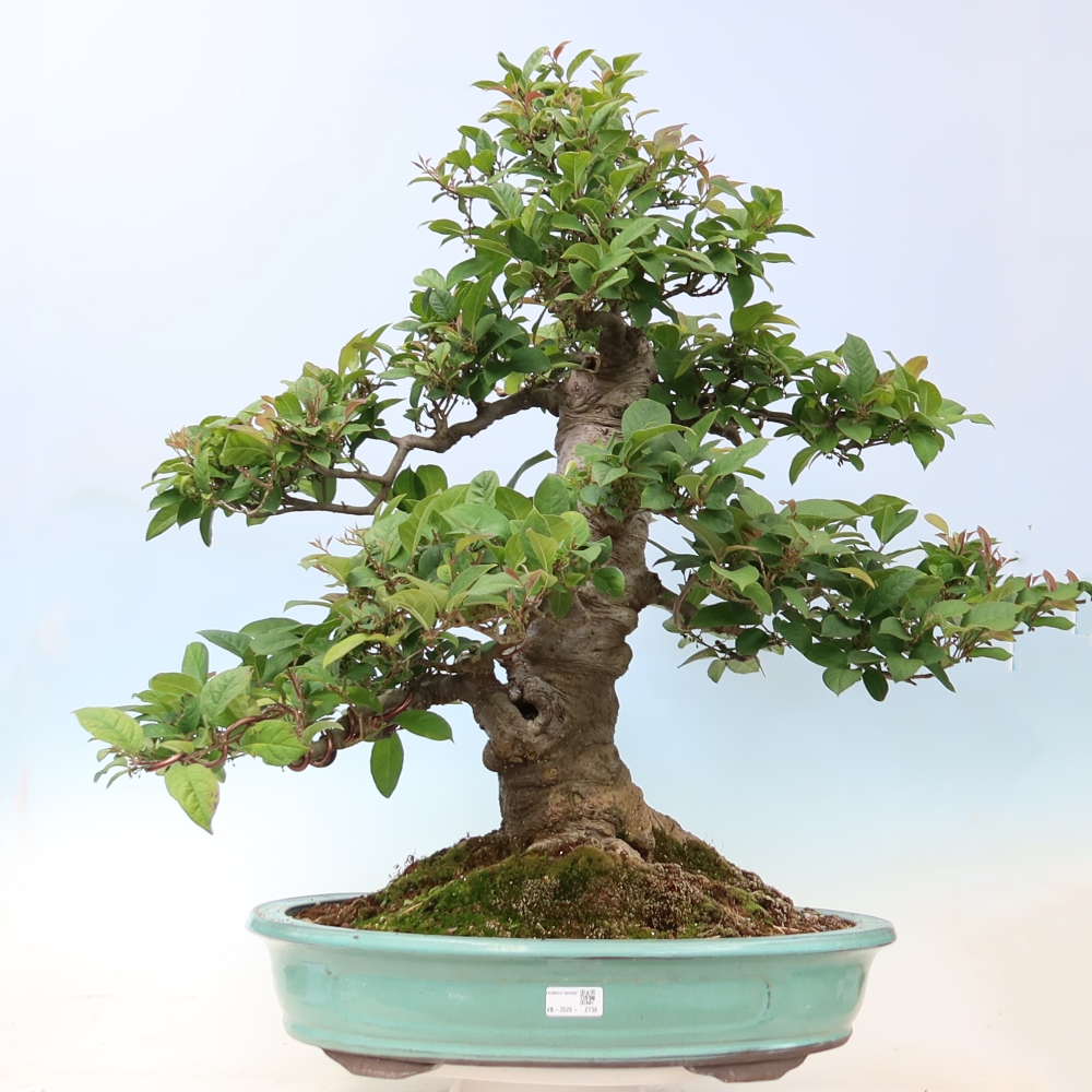 Outdoor Bonsai - Ilex serrata - Sawtooth Holly