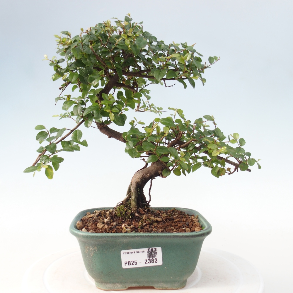 Indoor bonsai - Sagerécie thea - Sagerécie thea