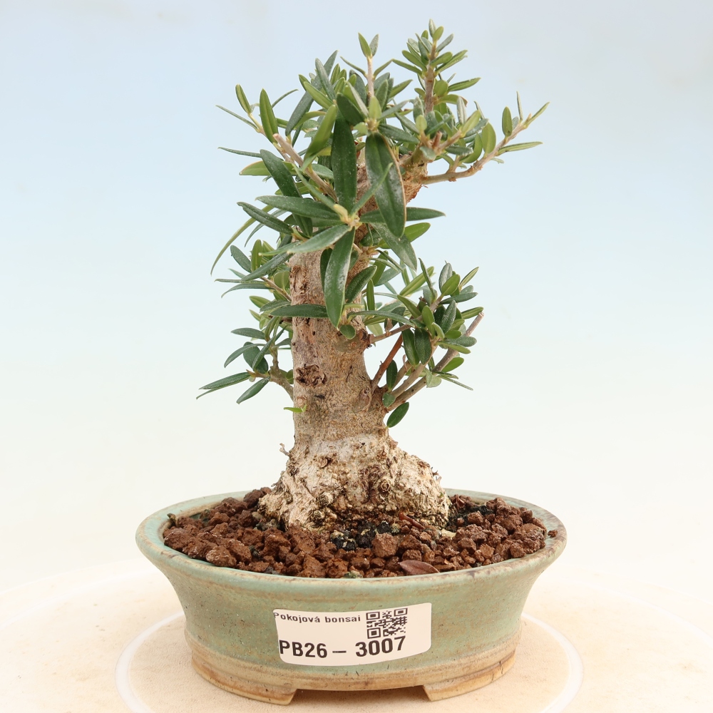 Indoor bonsai - Olea europaea sylvestris