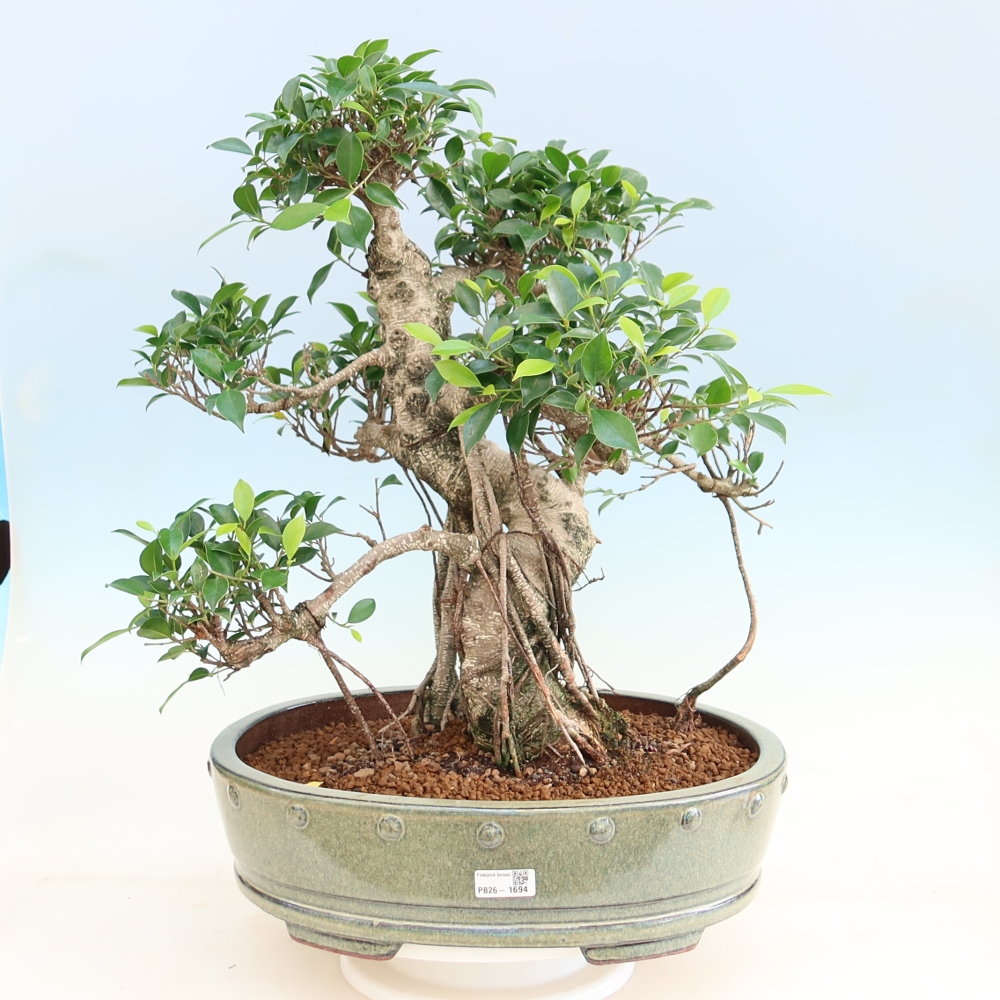 Room bonsai - Ficus kimmen - small-leaved ficus
