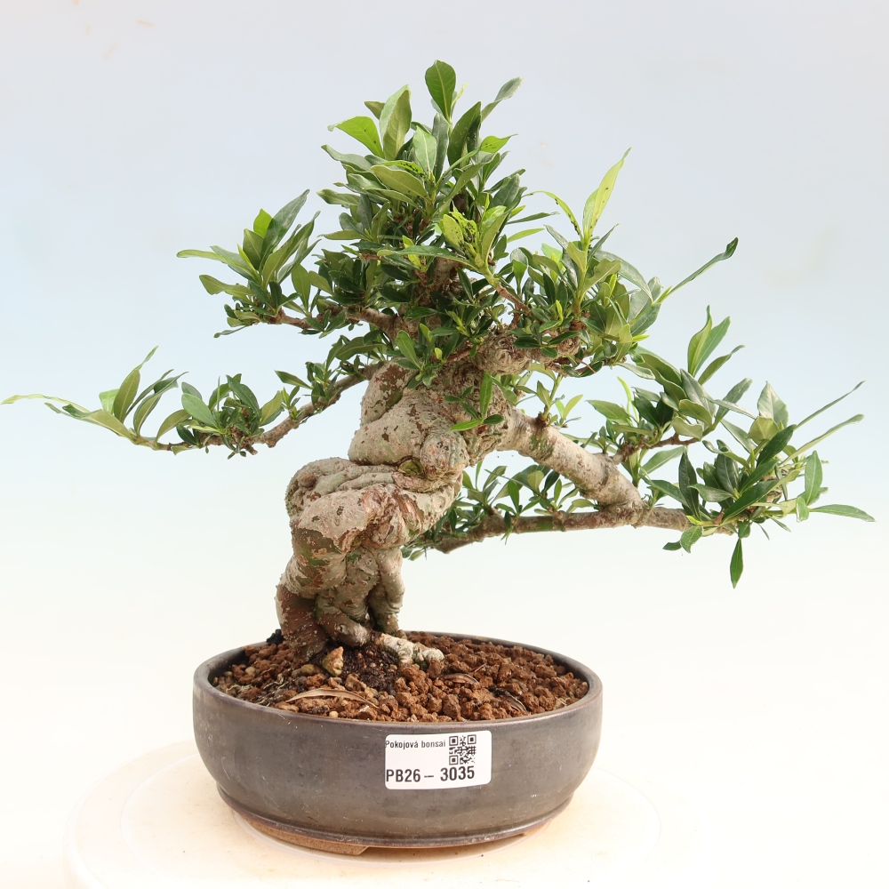 Indoor Bonsai - Gardenia jasminoides - Gardenia