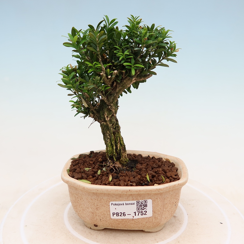 Room bonsai - Buxus harlandii - cork buxus