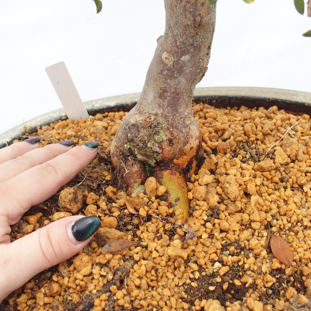 Outdoor bonsai - Japanese Azalea - Azalea Akari