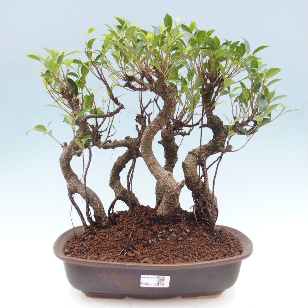 Room bonsai - Ficus kimmen - small-leaved ficus