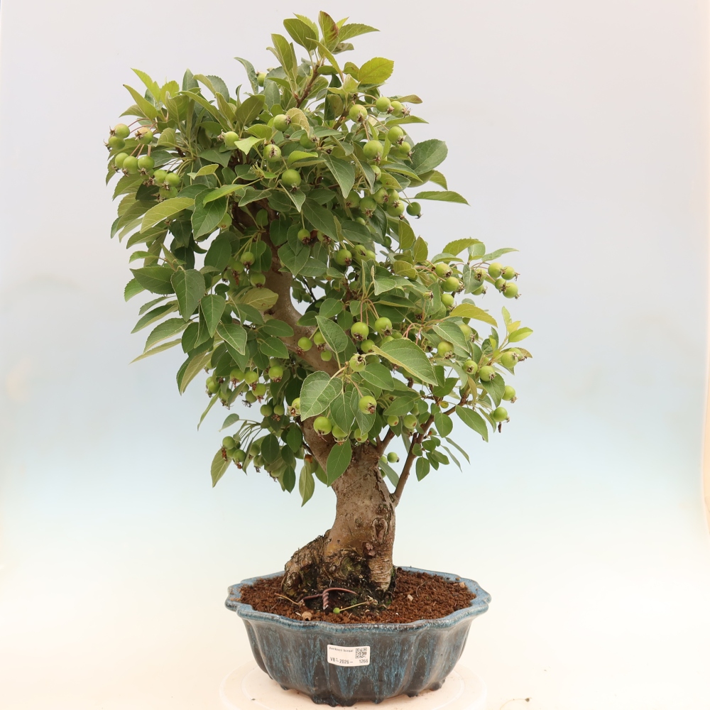 Outdoor bonsai -Malus halliana - Small-fruited apple tree