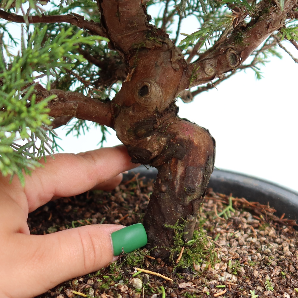 Outdoor Bonsai - Juniperus chinensis Itoigawa - Chinese Juniper