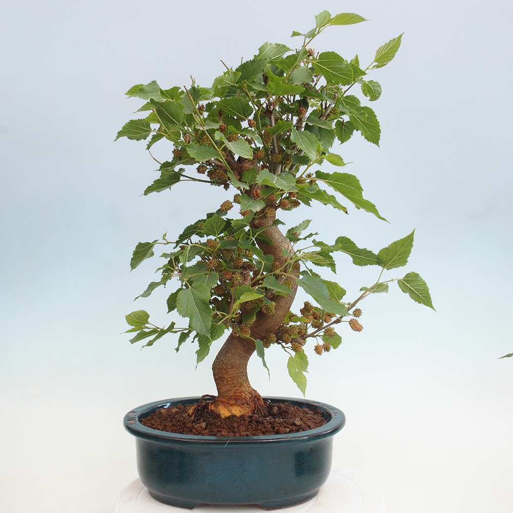 Outdoor bonsai - Morus alba - mulberry