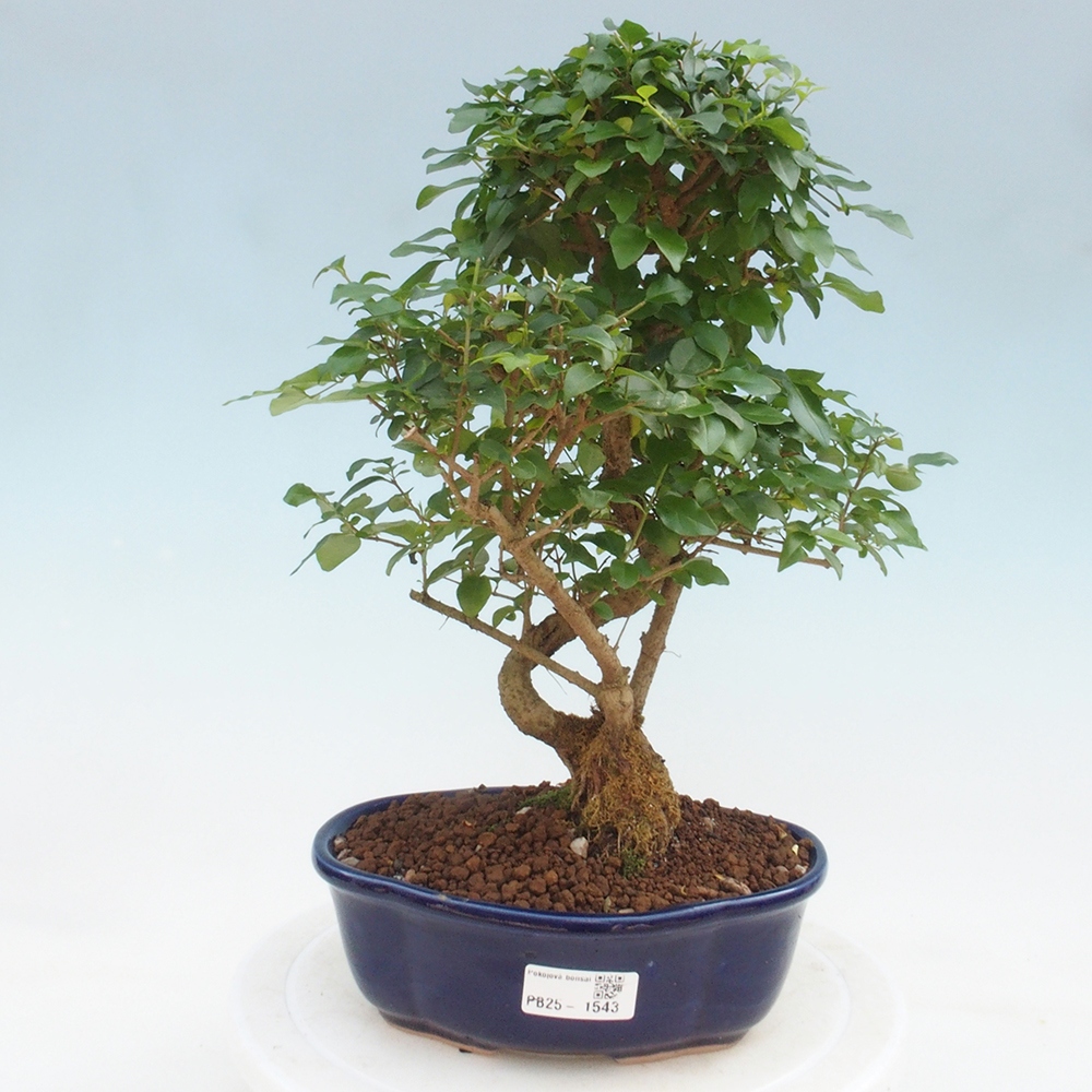 Indoor bonsai -Ligustrum chinensis - Bird's beak