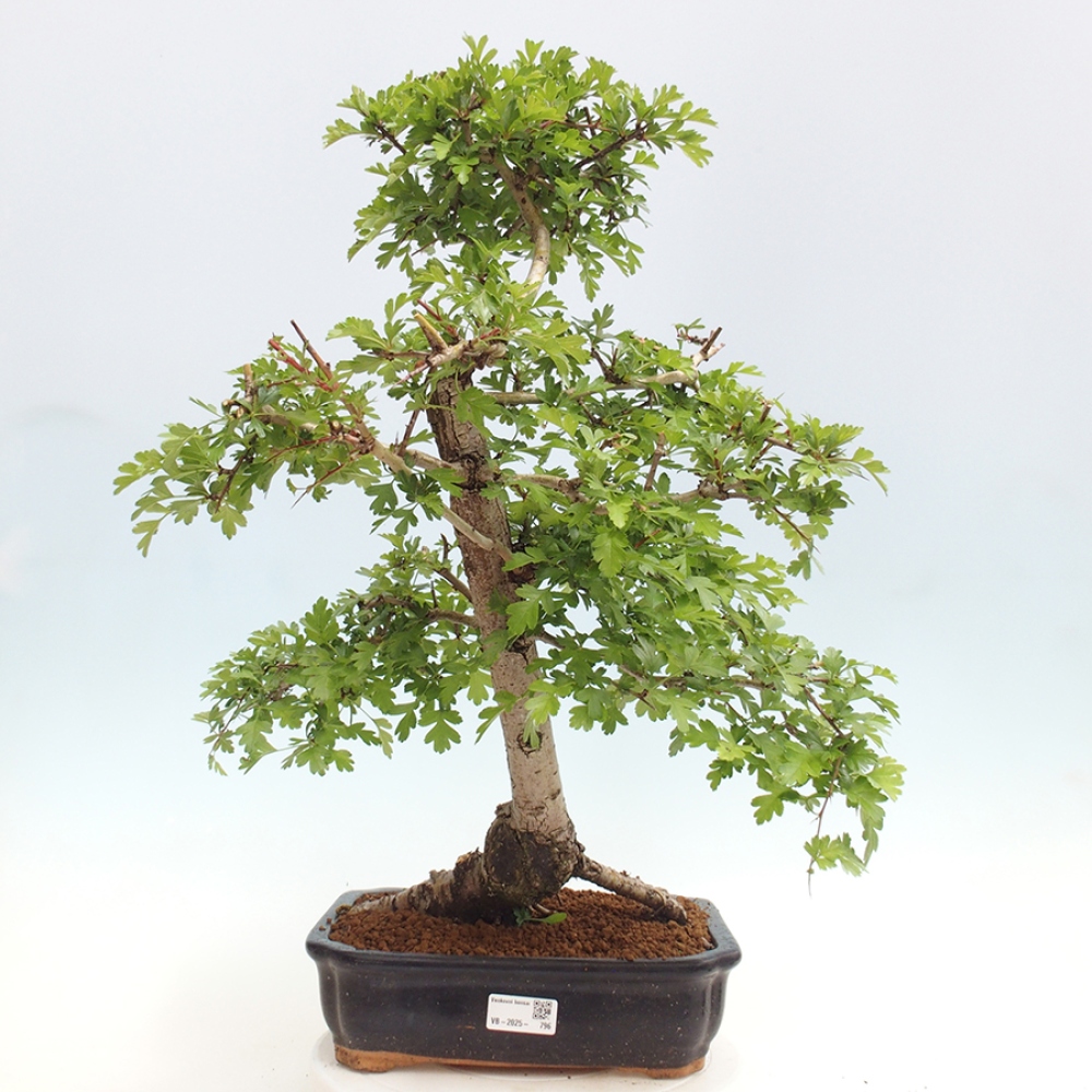 Outdoor bonsai - Hawthorn - Crataegus monogyna