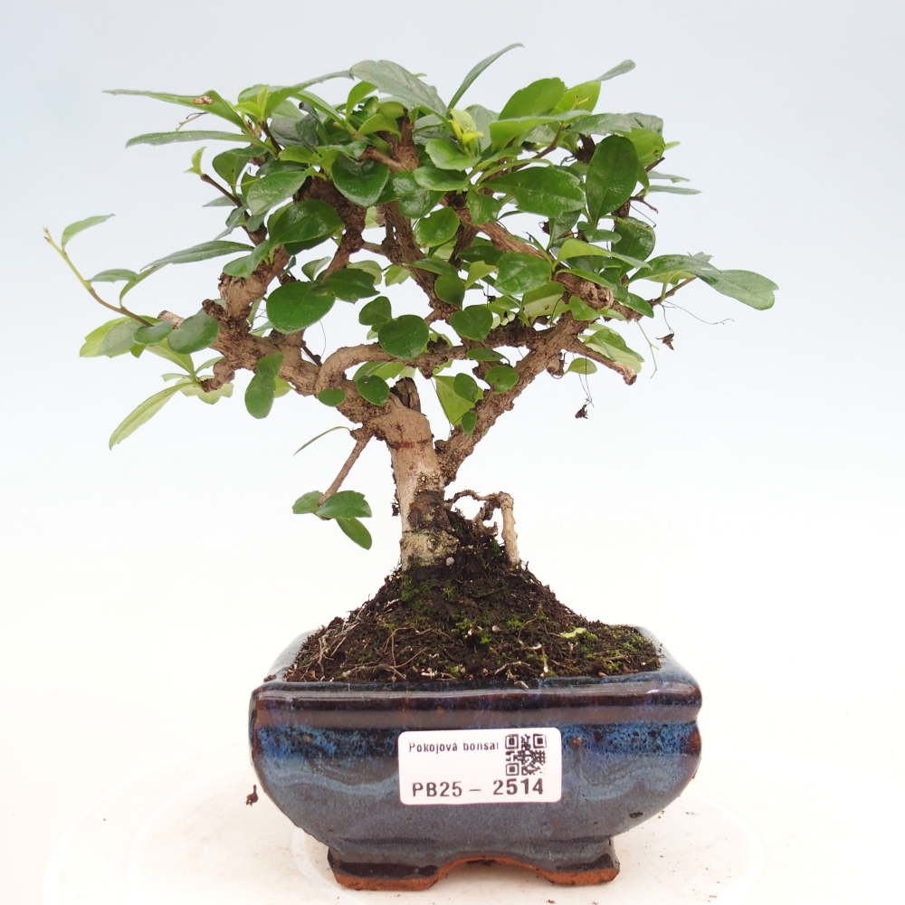 Indoor bonsai - Carmona macrophylla - Fuki tea