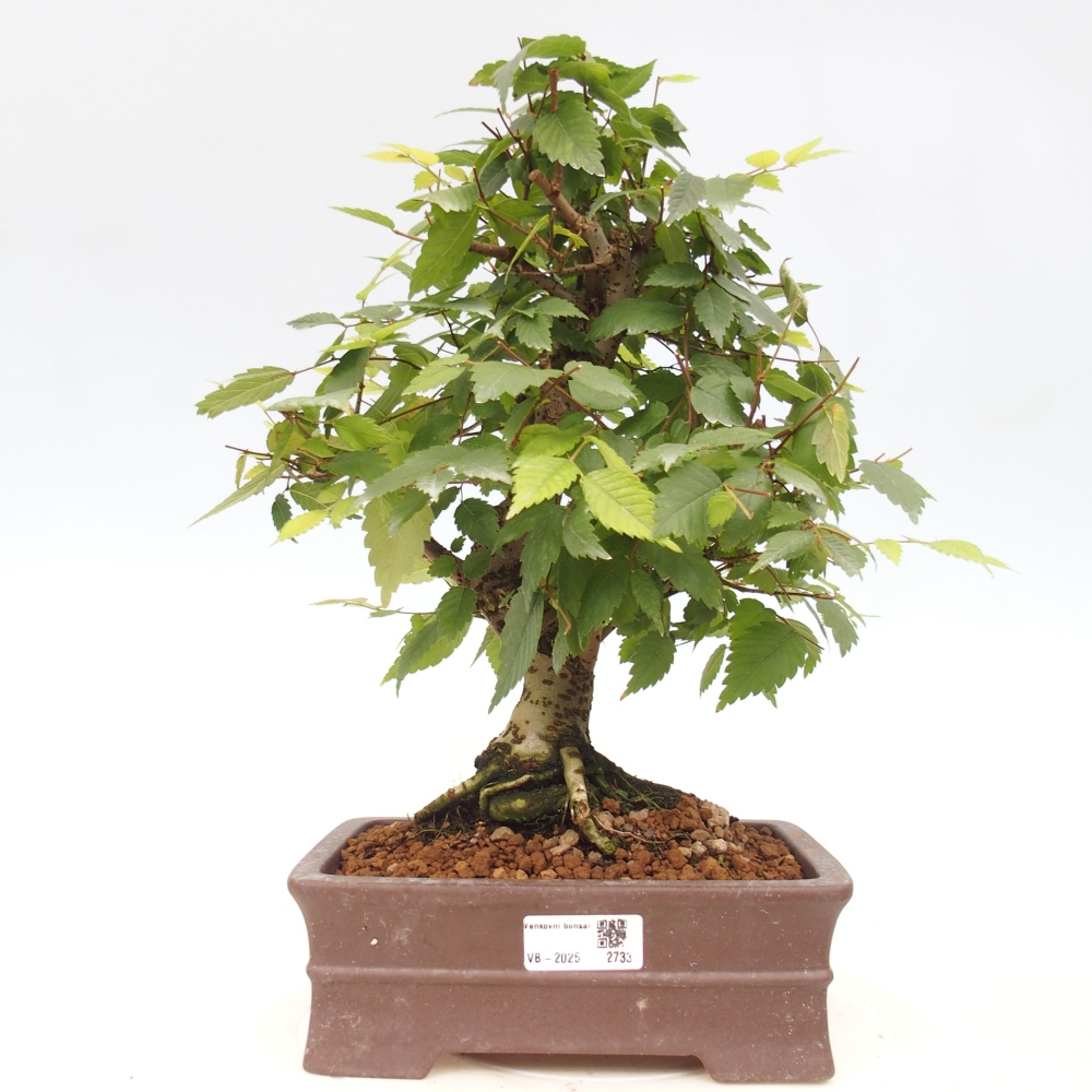 Outdoor bonsai - Zelkova - Zelkova serrata