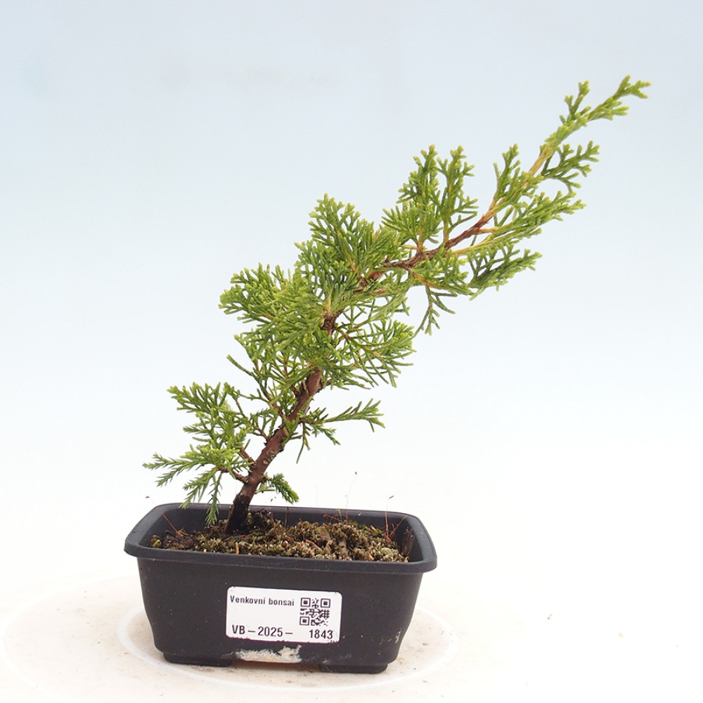 Outdoor bonsai - Juniperus chinensis Itoigawa - Chinese juniper