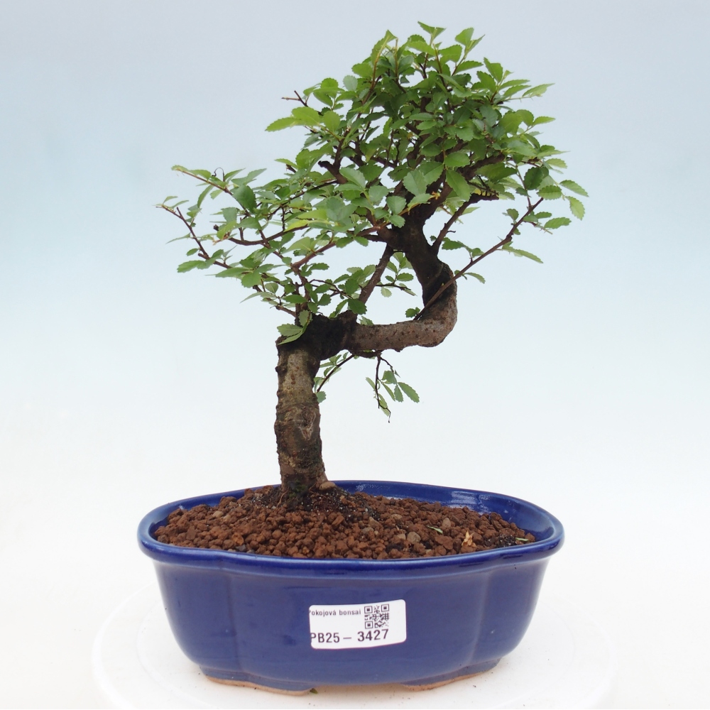 Room bonsai - Ulmus parvifolia - Small-leaved elm