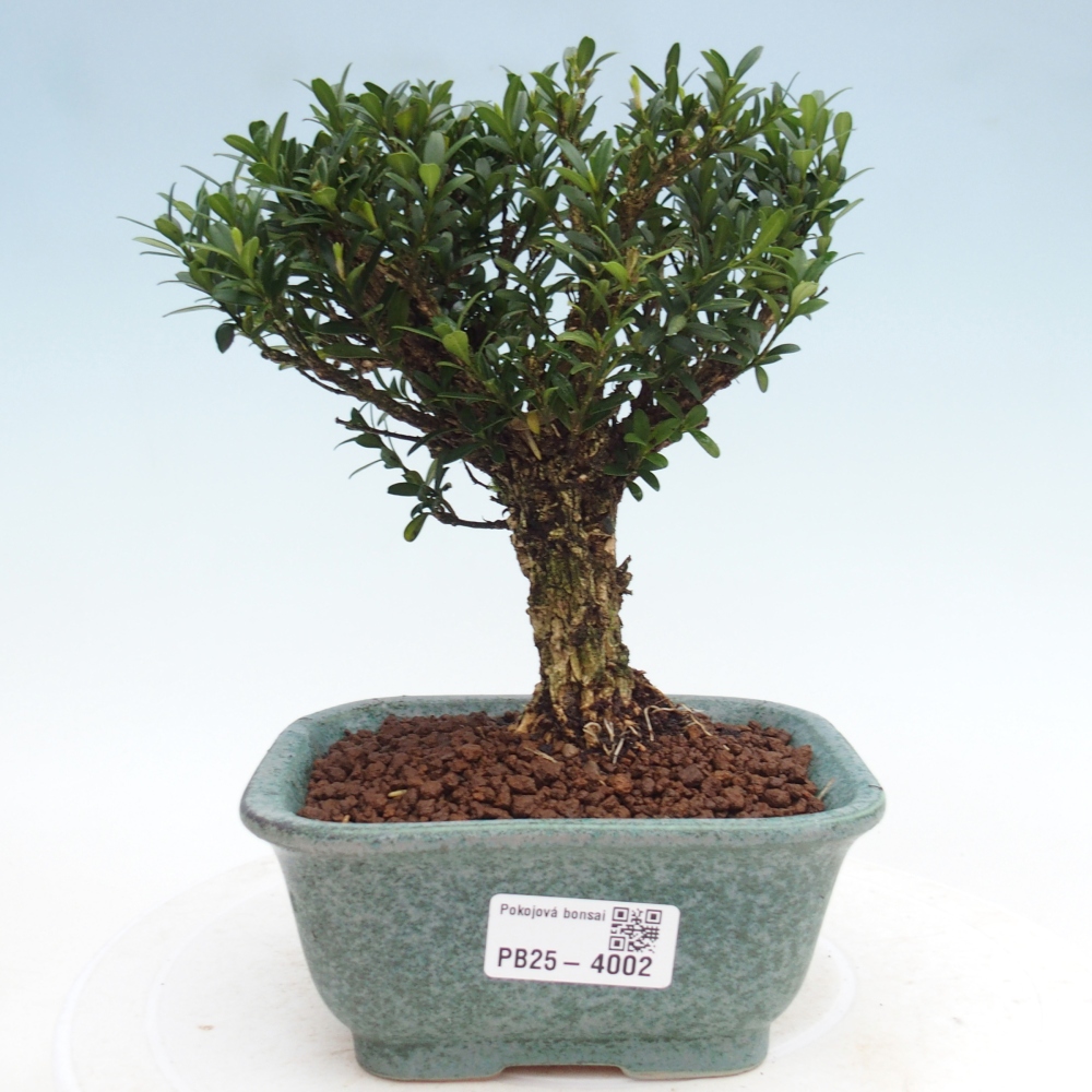Room bonsai - Buxus harlandii - cork buxus