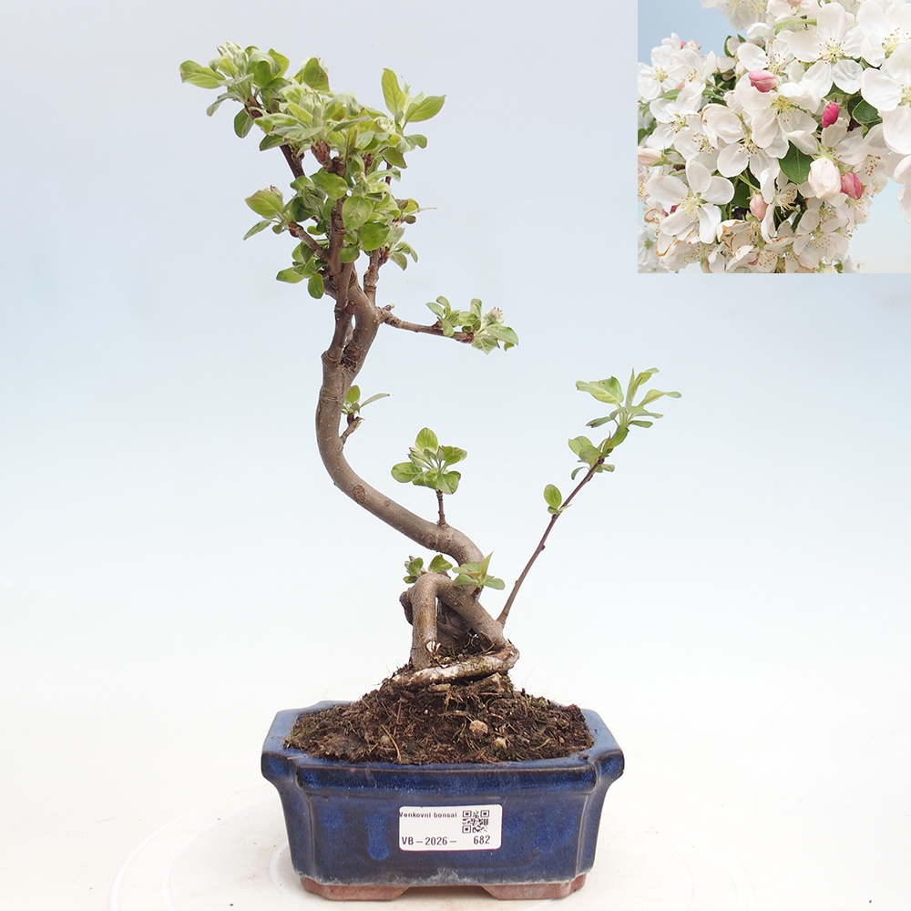 Outdoor bonsai -Malus halliana - Small-fruited apple tree