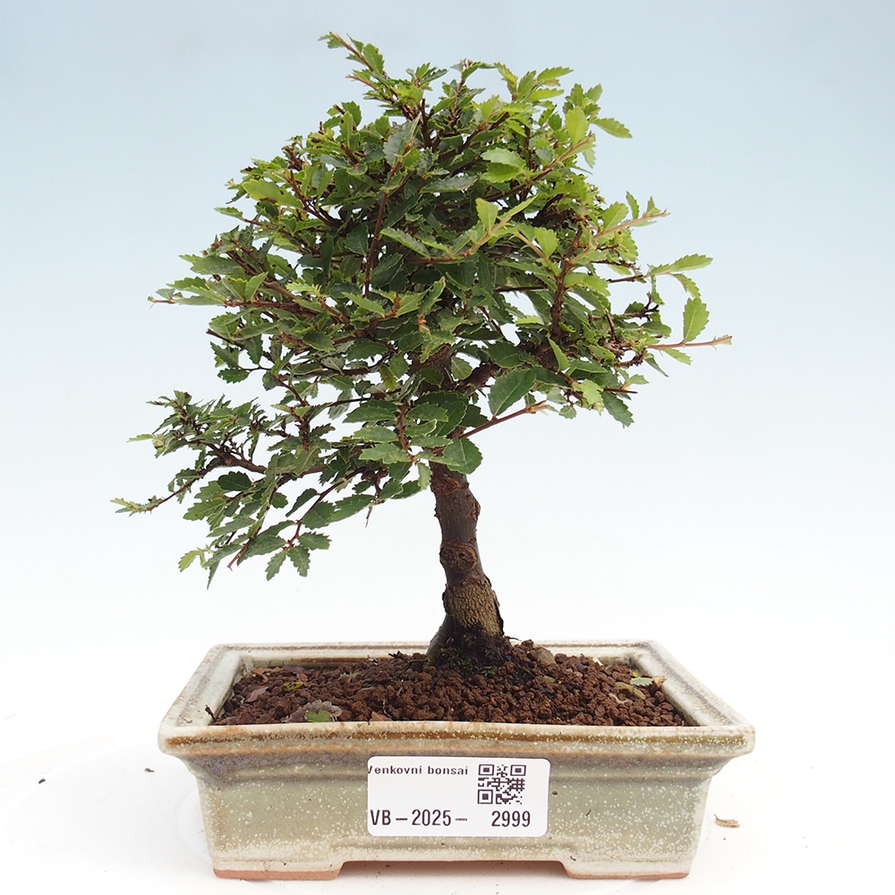 Outdoor bonsai - Ulmus parvifolia Sagei - Small-leaved elm