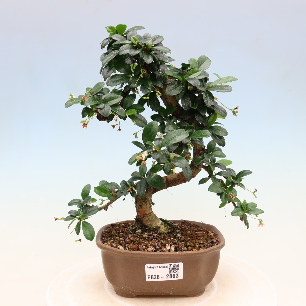 Room bonsai - Carmona macrophylla - Tea fuki
