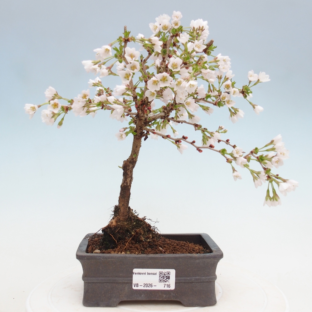 Outdoor bonsai - Prunus incisa Kojou-no mai-Plivon cut out