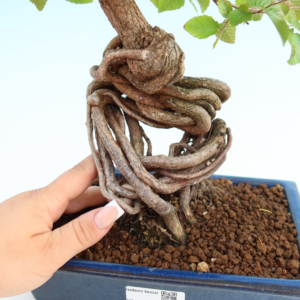 Outdoor bonsai -Carpinus coreana - Korean Hornbeam