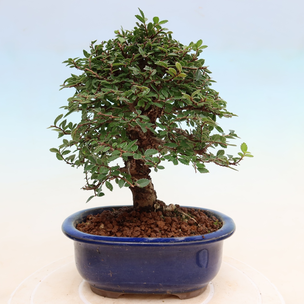 Outdoor bonsai - Zelkova - Zelkova NIRE