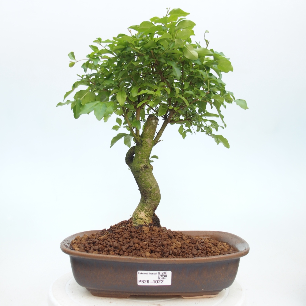Room bonsai -Ligustrum chinensis - Birds Beak