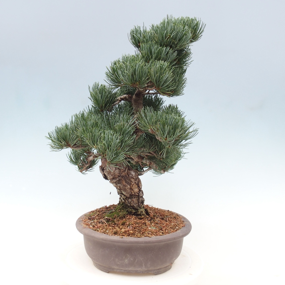 Outdoor bonsai - Pinus parviflora - Small pine tree
