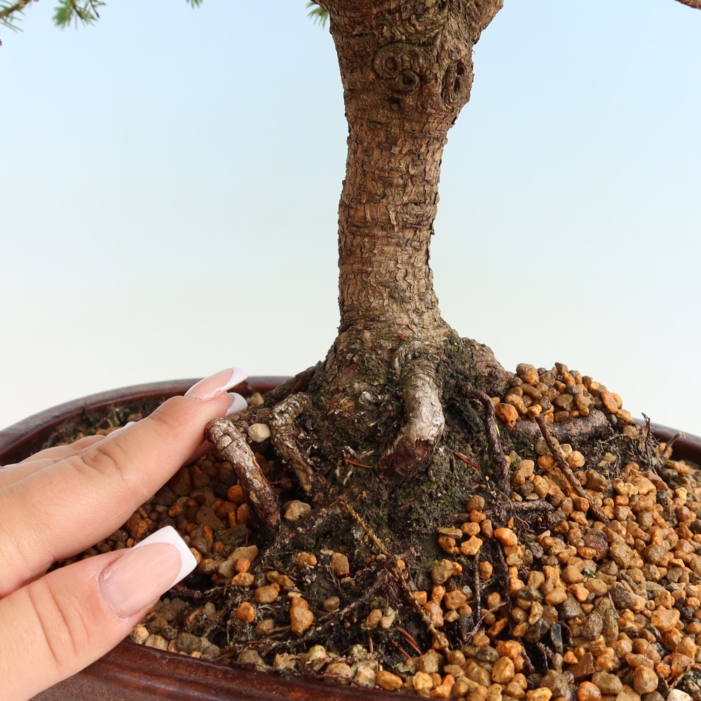Outdoor Bonsai - Picea glauca Echiniformis – Blue Spruce