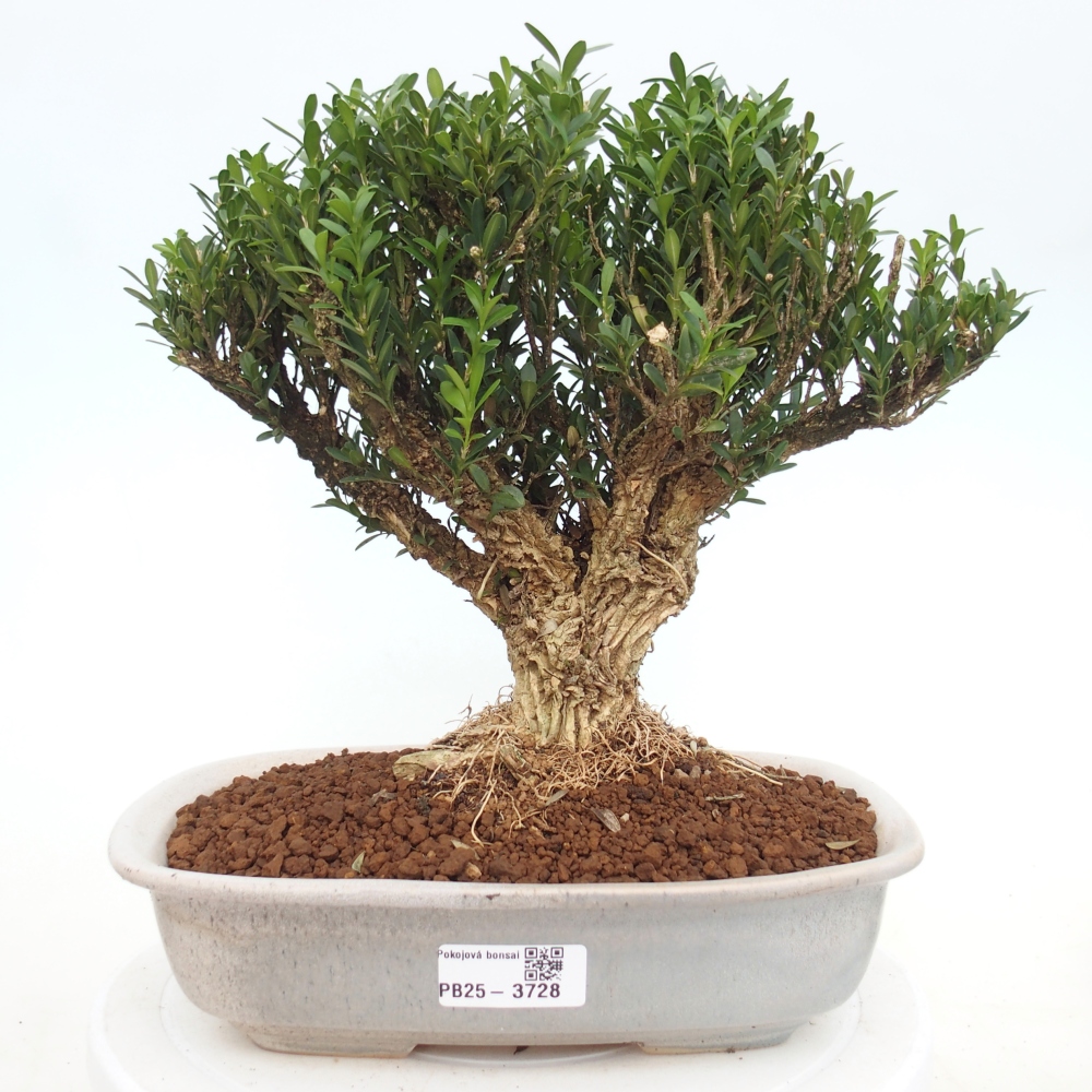 Room bonsai - Buxus harlandii - cork buxus