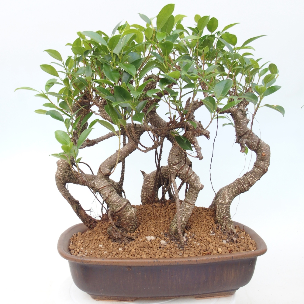 Room bonsai - Ficus kimmen - small-leaved ficus