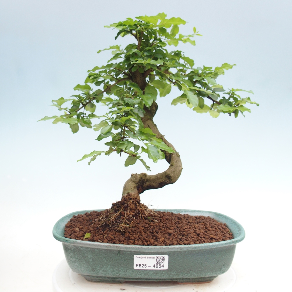 Room bonsai -Ligustrum chinensis - Birds Beak