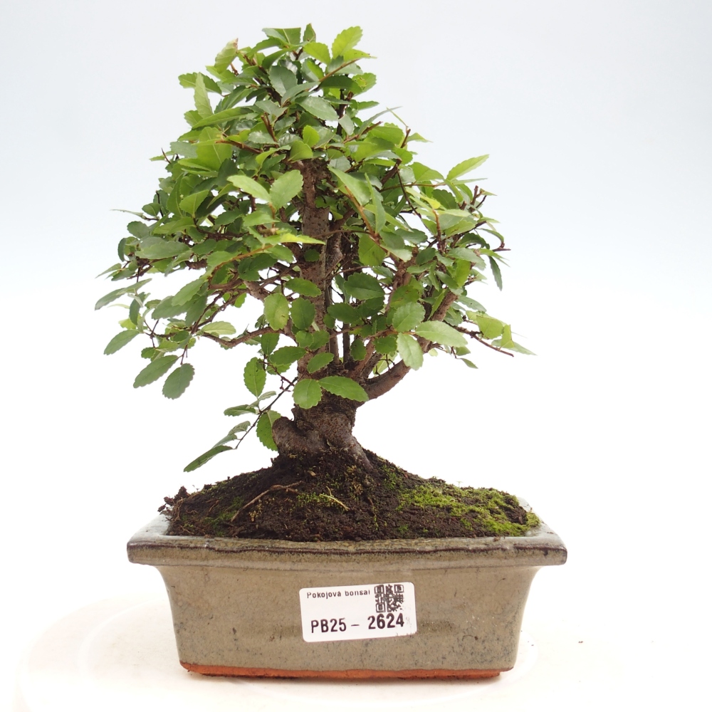 Indoor bonsai - Ulmus parvifolia - Small-leaved elm