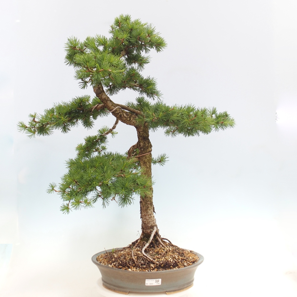 Outdoor bonsai -Larix decidua - Larch