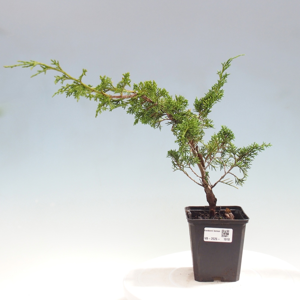Outdoor bonsai - Juniperus chinensis Itoigawa