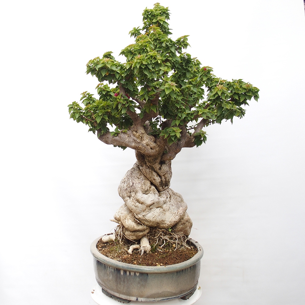 Indoor bonsai - Bouganwilea