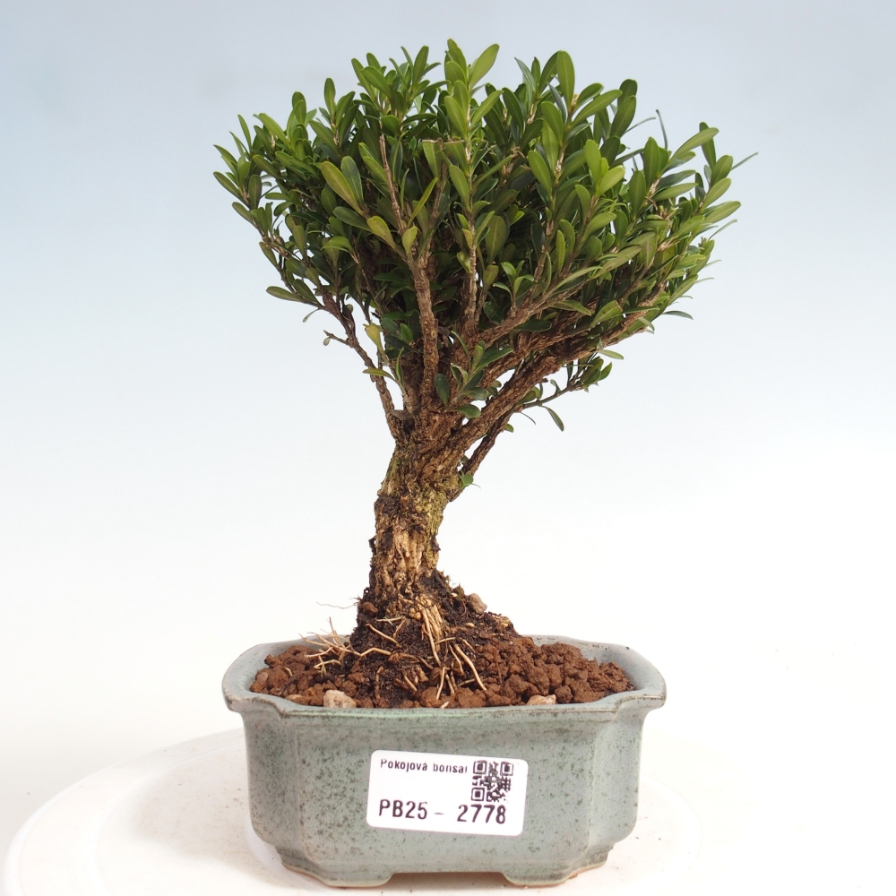 Room Bonsai - Buxus harlandii - Cork boxwood