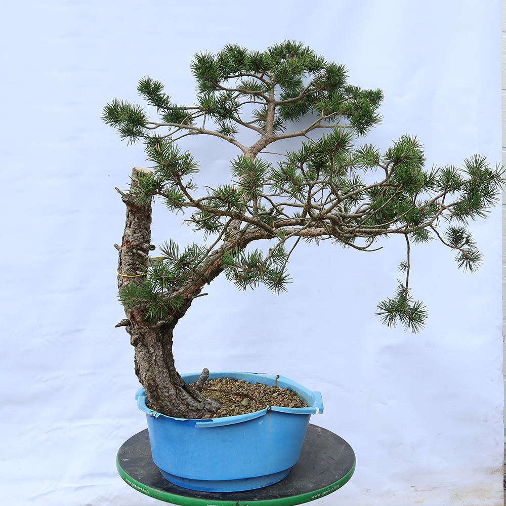 Pinus sylvestris Spain - Scots pine