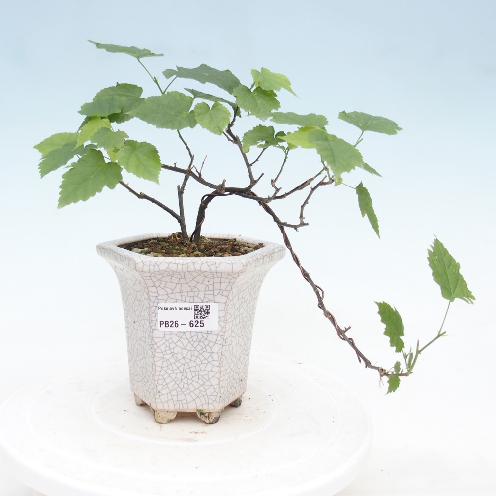 Indoor bonsai - Abutilon Big Bell - Cloudberry
