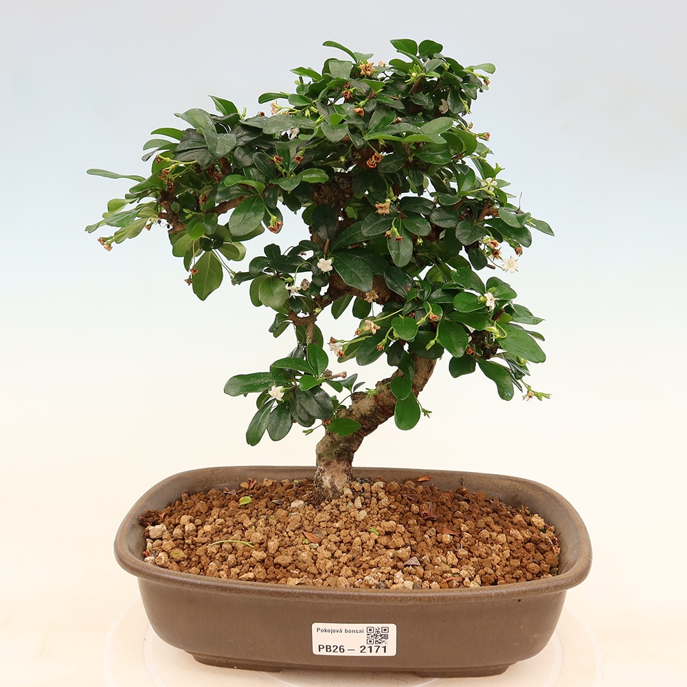 Room bonsai - Carmona macrophylla - Tea fuki