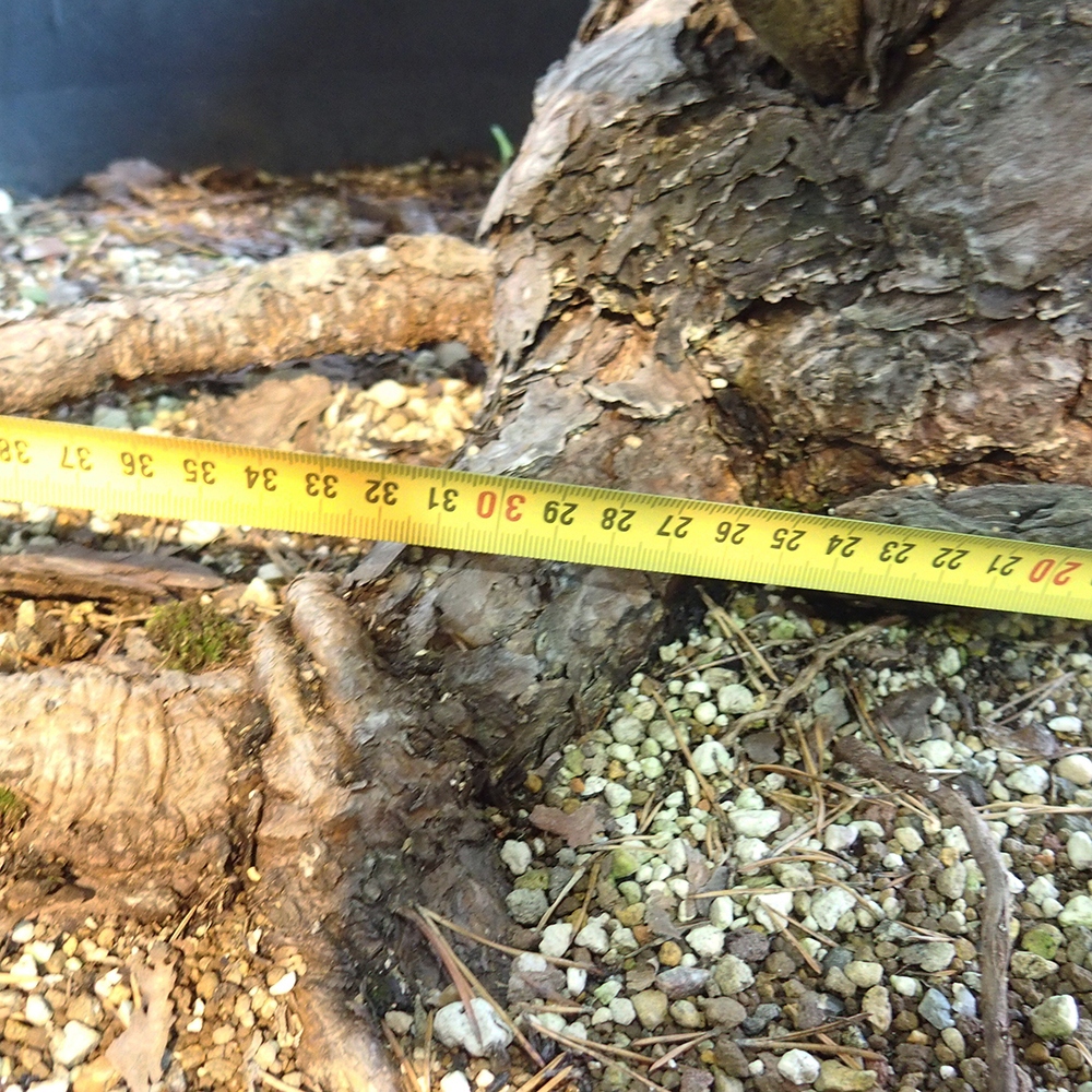 Yamadori - Pinus sylvestris Spain