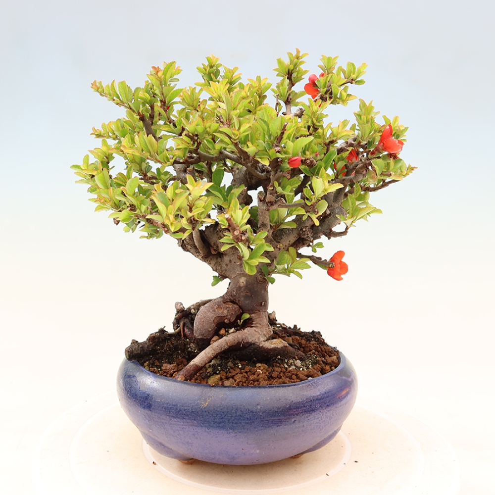 Outdoor bonsai - Chaneomeles speciosa Chojubai