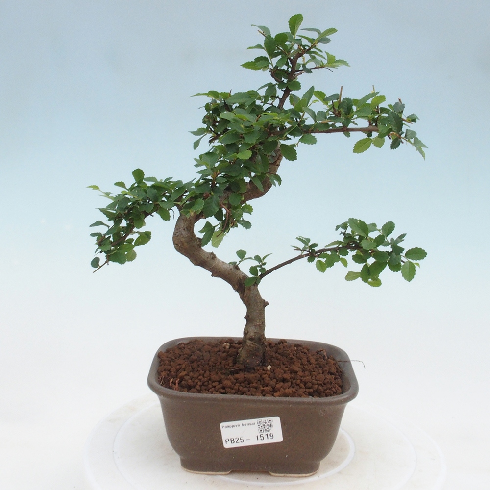 Room Malolistý elm bonsai