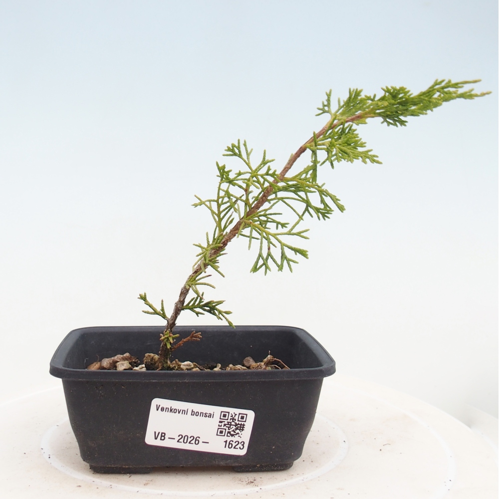 Outdoor bonsai - Juniperus chinensis Itoigawa