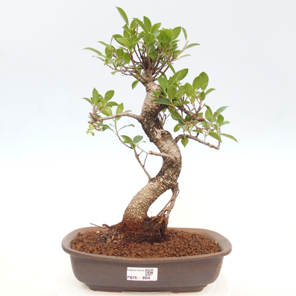 Indoor bonsai - Ficus kimmen - small-leaved ficus