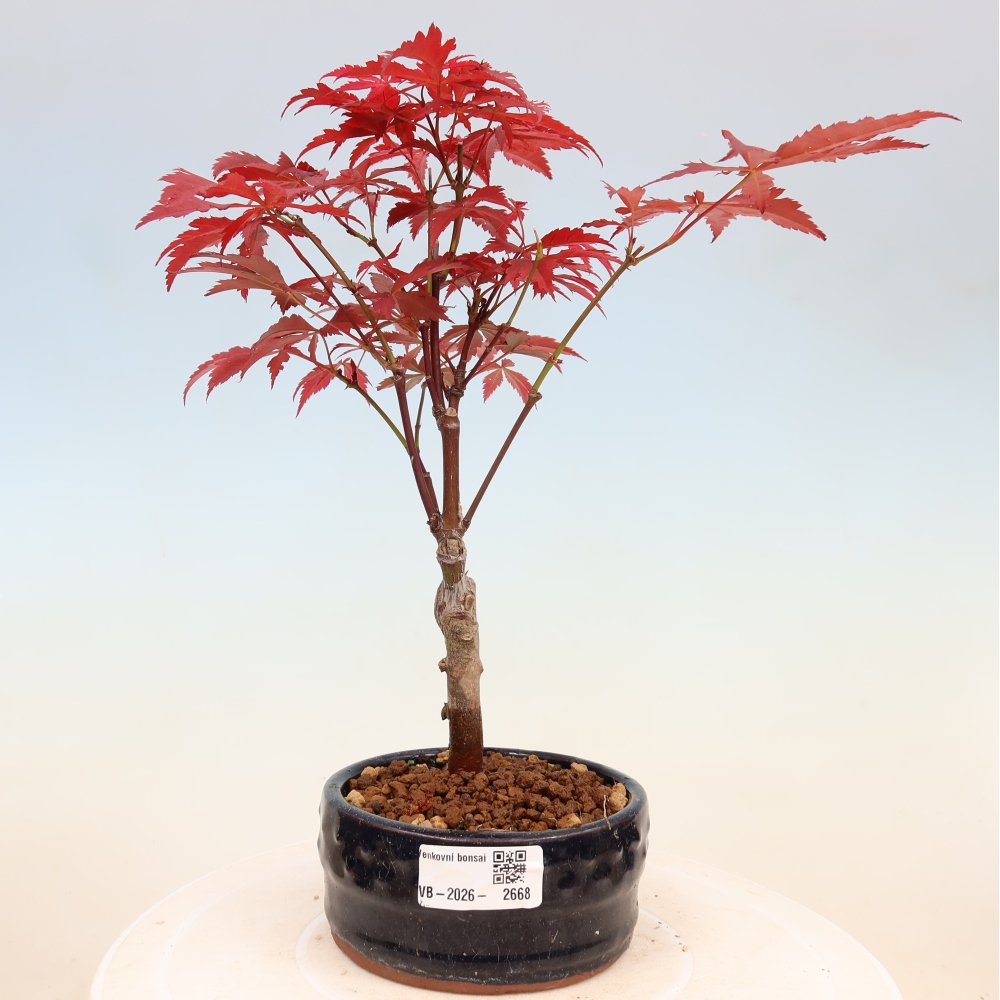 Outdoor bonsai - Acer palm. Atropurpureum-Javor palmate